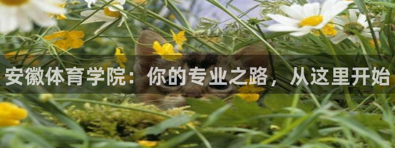 3377体育官方正版app集团logo