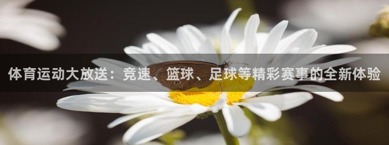 3377体育官方正版app官方：体育运动大放送：竞速
